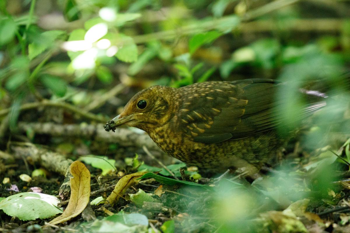 Common Blackbird (Turdus merula)