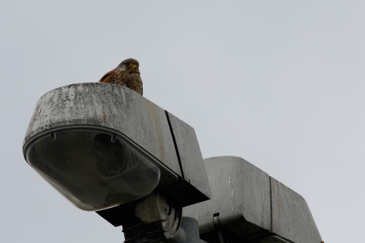 Common kestrel (Falco tinnunculus)