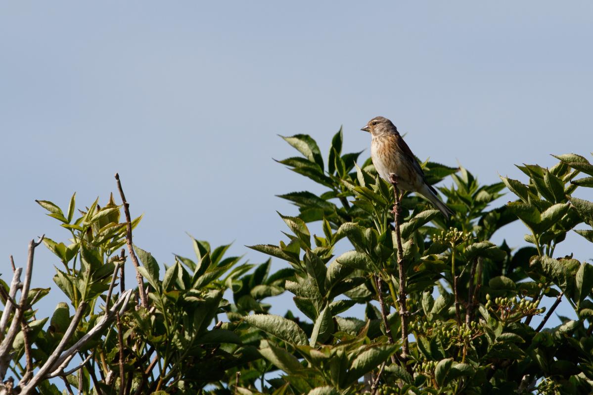 Common Linnet (Carduelis cannabina)