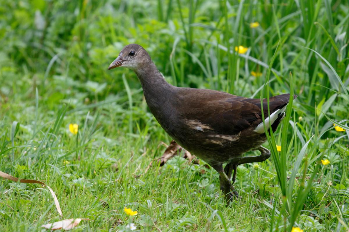 Common moorhen (Gallinula chloropus)