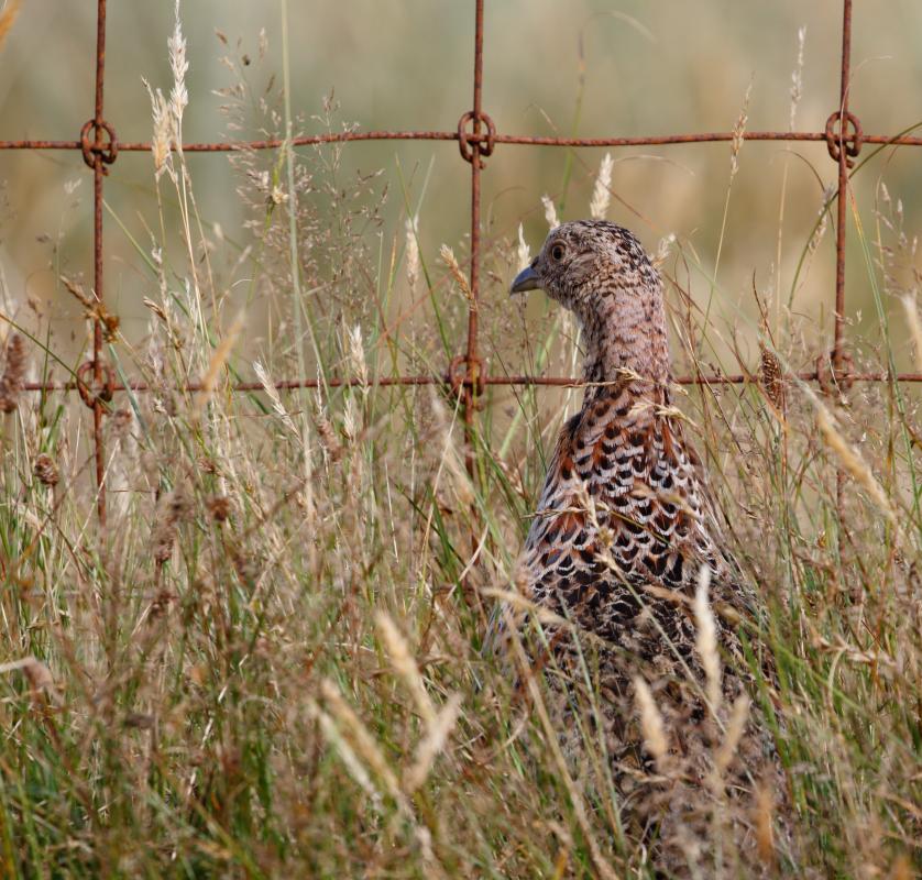 Common quail (Coturnix coturnix)