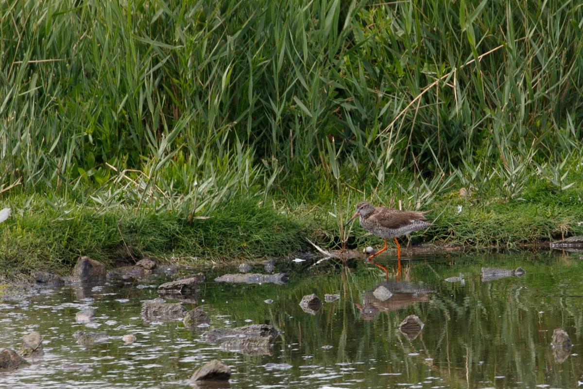 Common redshank (Tringa totanus)