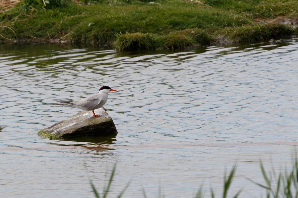 Common tern (Sterna hirundo)