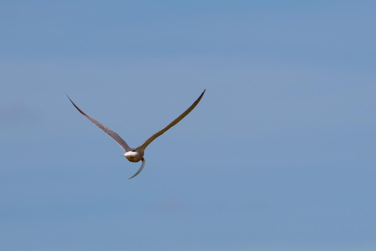 Common tern (Sterna hirundo)