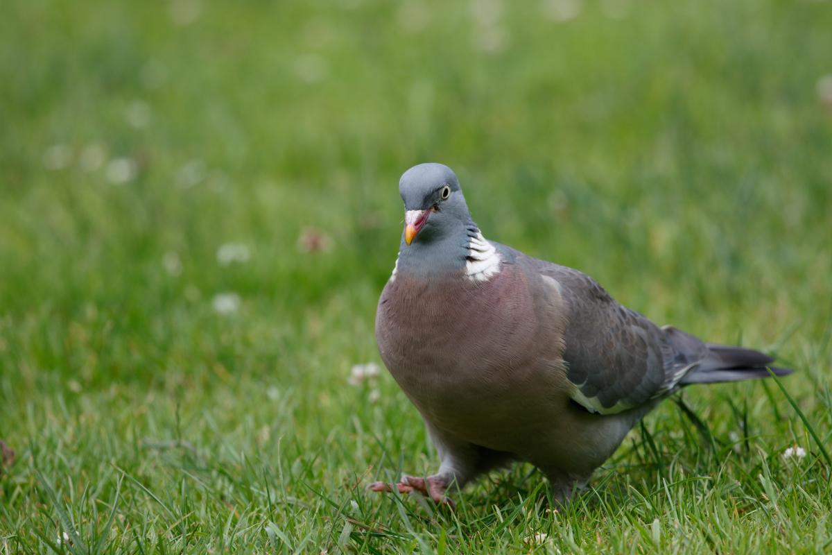 Common Wood Pigeon (Columba palumbus)