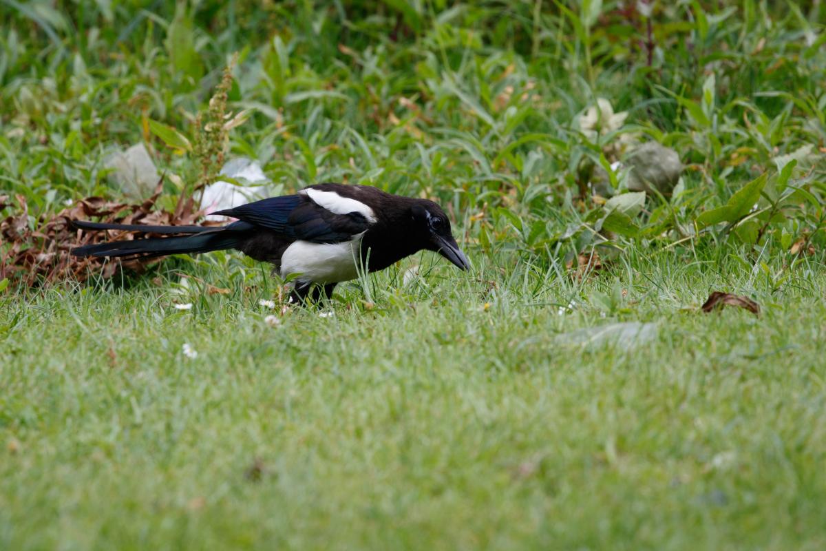 Eurasian Magpie (Pica pica)