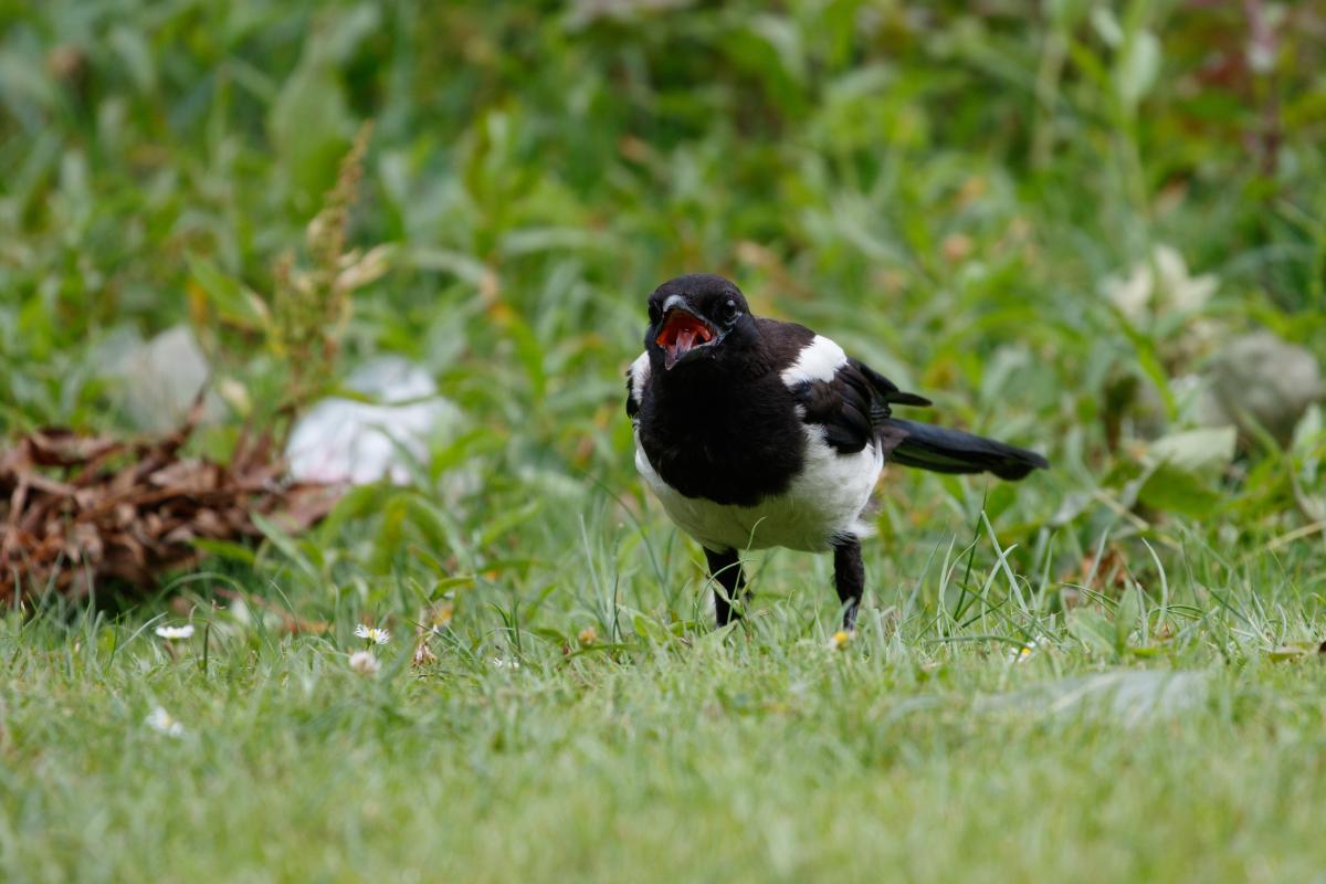 Eurasian Magpie (Pica pica)