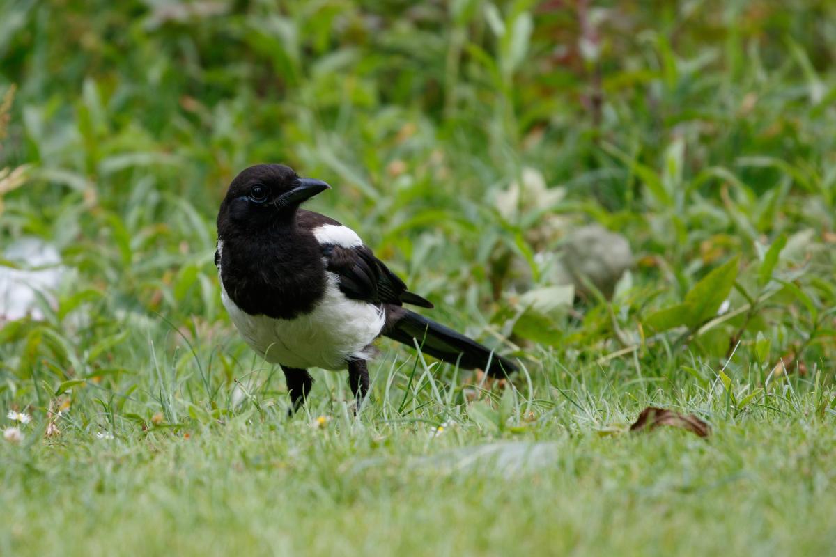 Eurasian Magpie (Pica pica)