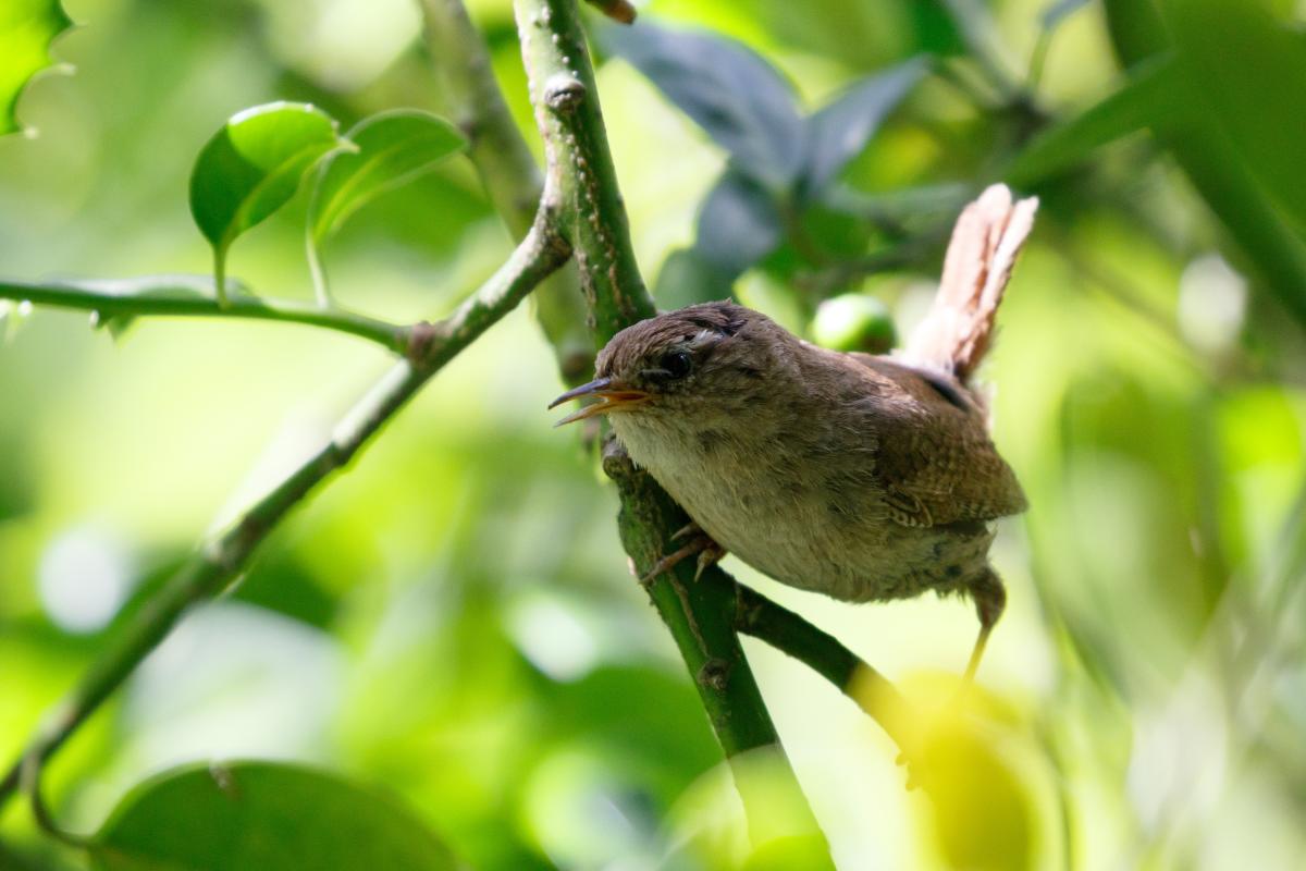 Eurasian wren (Troglodytes troglodytes)