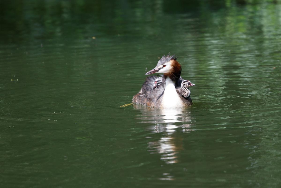 Great Crested Grebe (Podiceps cristatus)