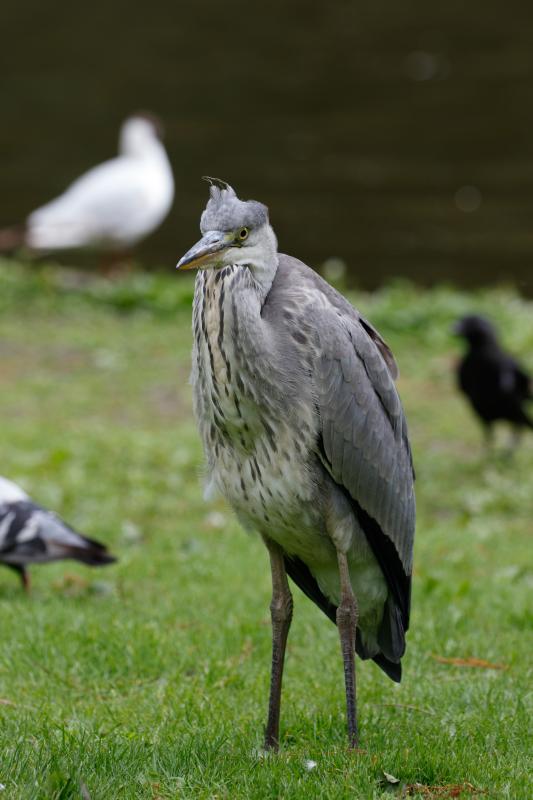 Grey Heron (Ardea cinerea)