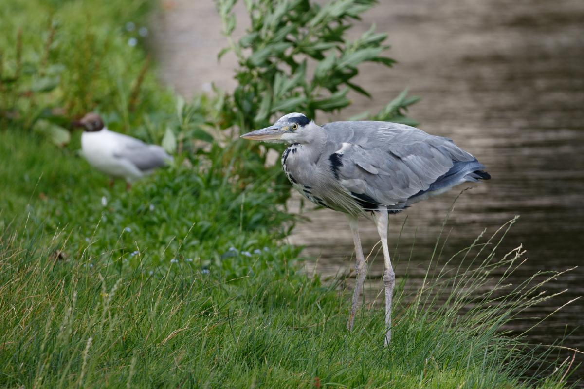 Grey Heron (Ardea cinerea)