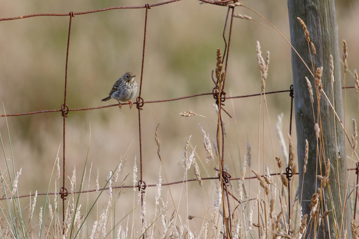 Meadow pipit (Anthus pratensis)