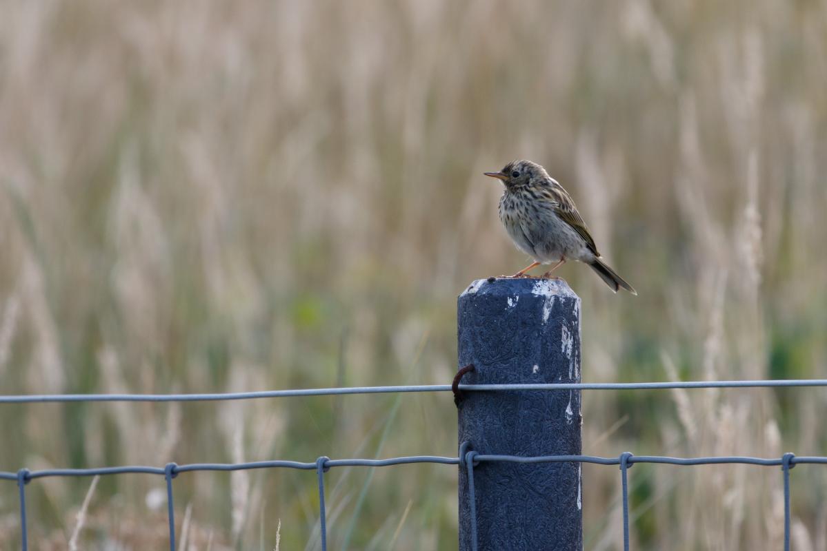 Meadow pipit (Anthus pratensis)