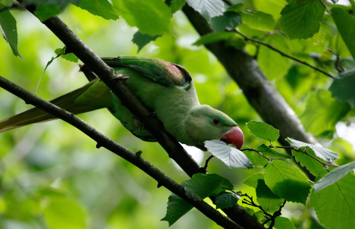 Rose-ringed parakeet (Psittacula krameri)