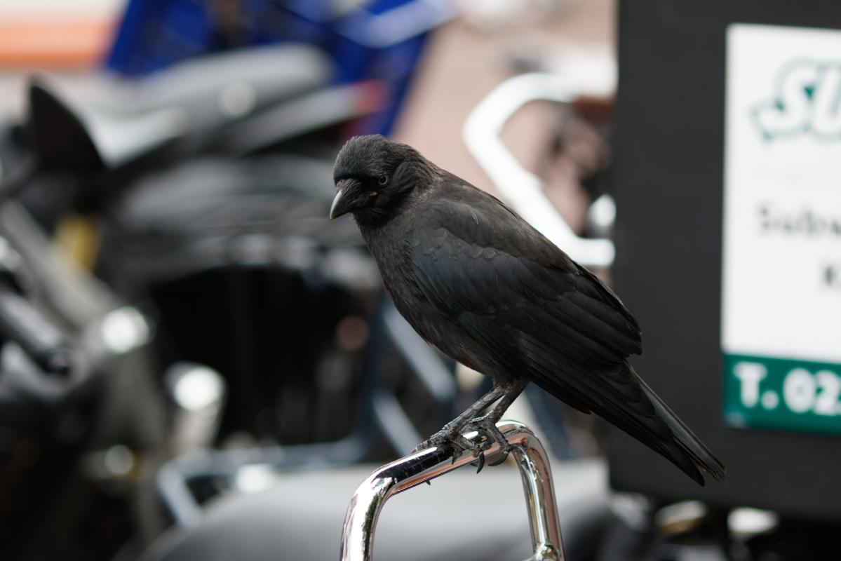 Western Jackdaw (Corvus monedula)