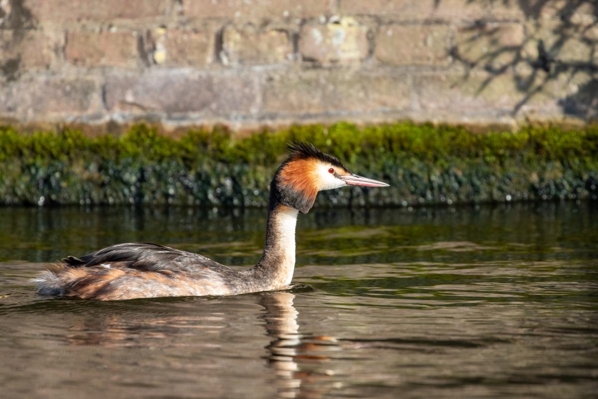 Great Crested Grebe (Podiceps cristatus)