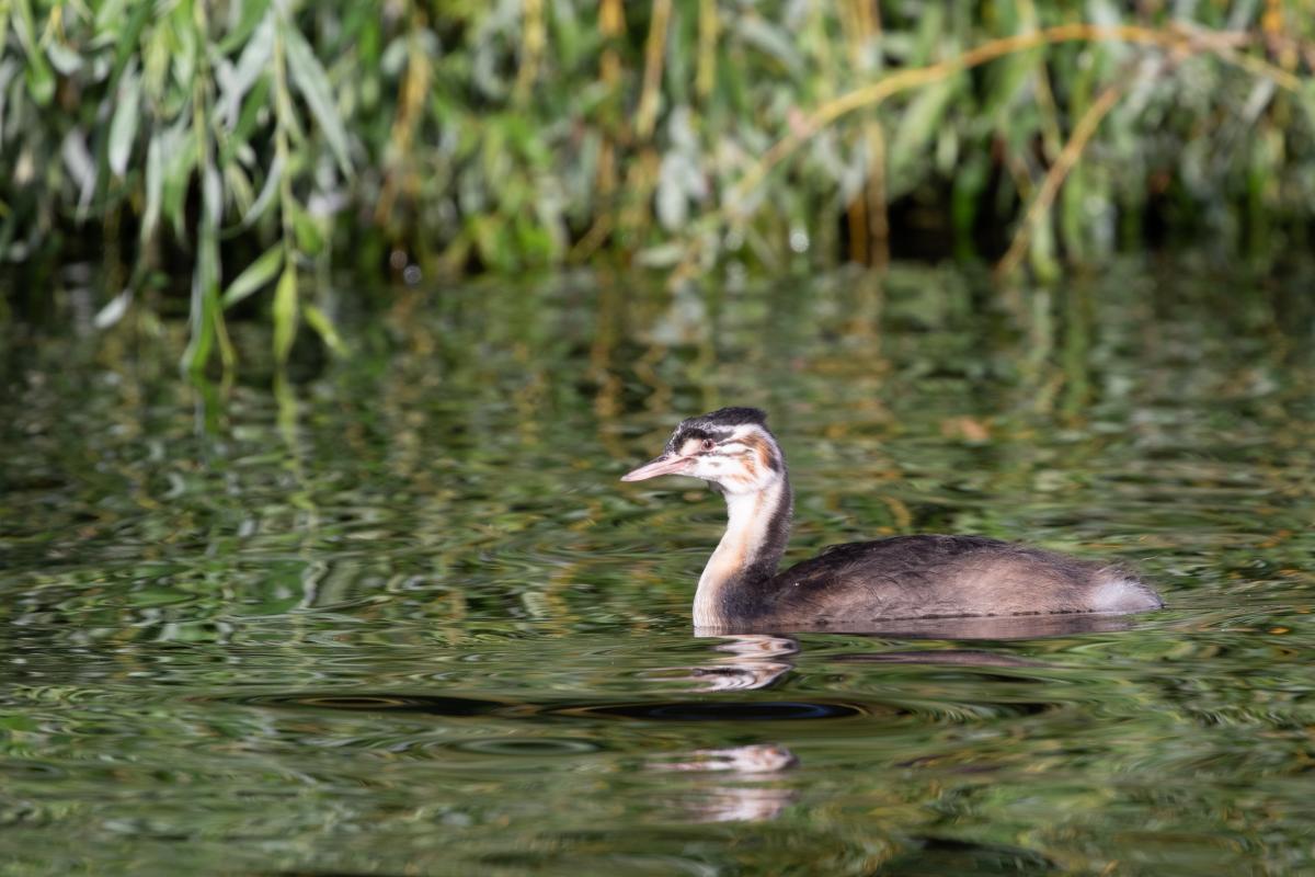 Great Crested Grebe (Podiceps cristatus)