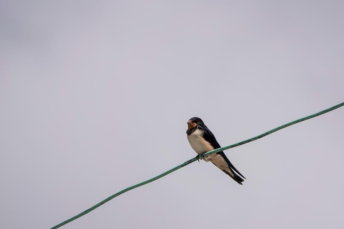 Barn Swallow (Hirundo rustica), Compagnieshaven, Enkhuizen, North Holland, Netherlands, 2024-07-11 Barn Swallow (Hirundo rustica)