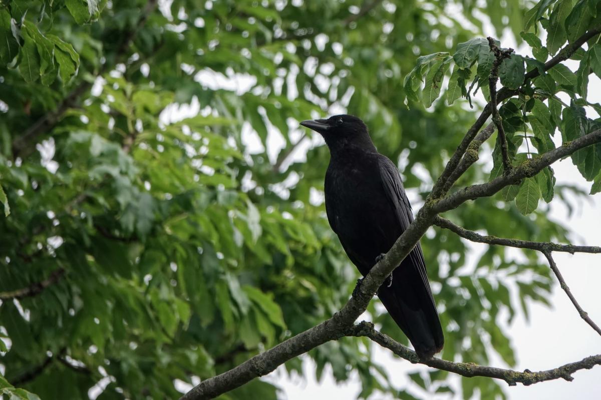 Carrion crow (Corvus corone)