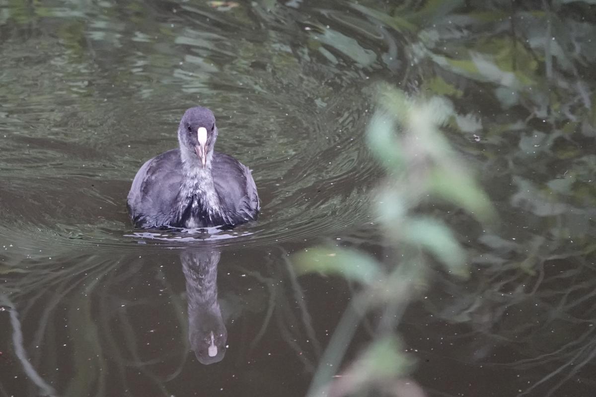 Eurasian Coot (Fulica atra)