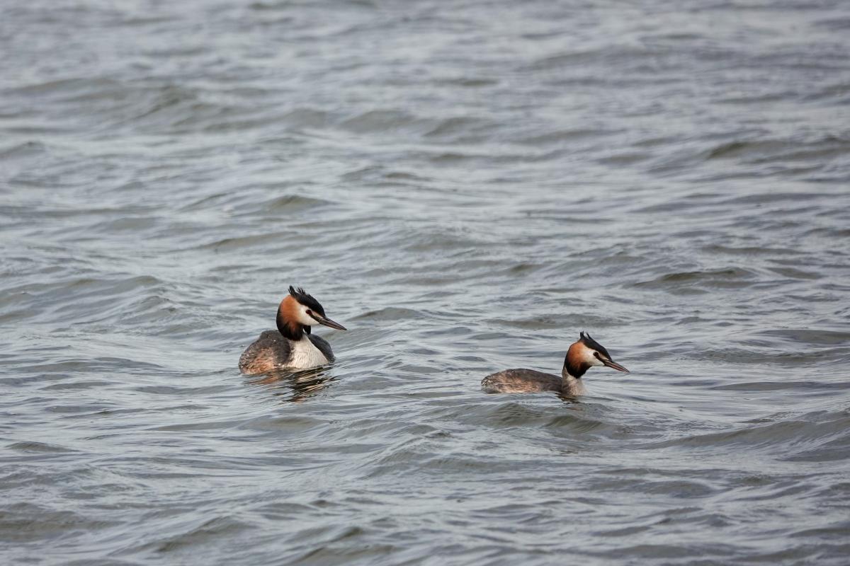 Great Crested Grebe (Podiceps cristatus)