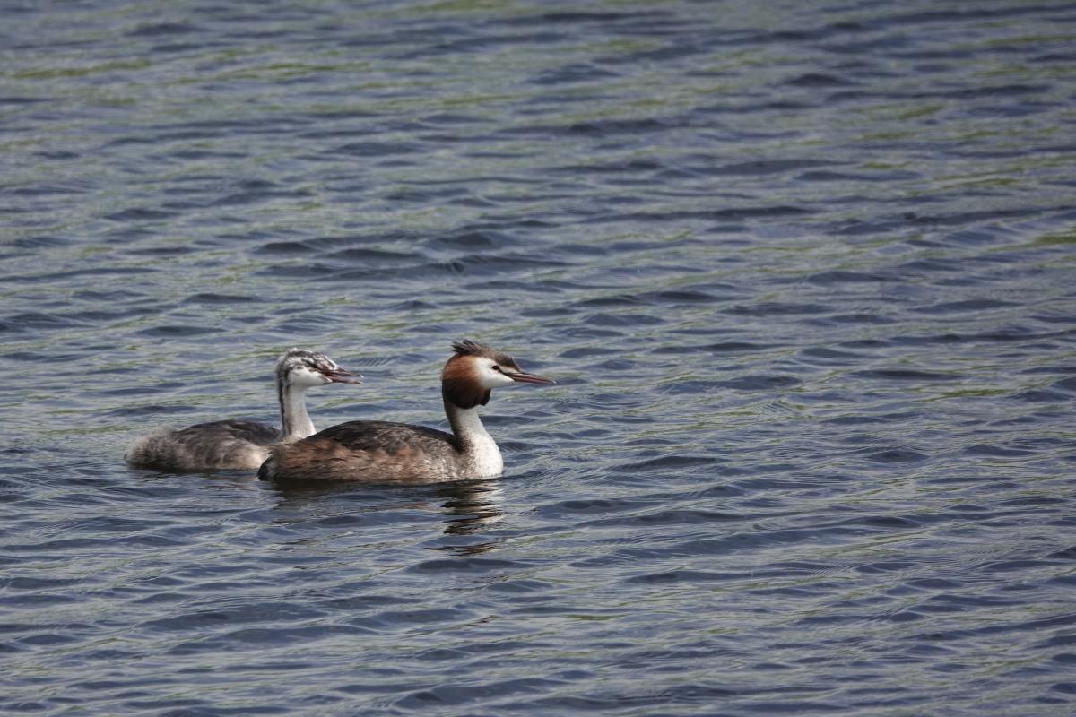 Great Crested Grebe (Podiceps cristatus)