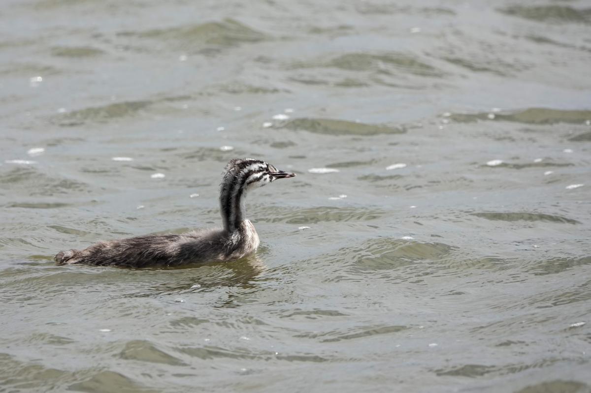 Great Crested Grebe (Podiceps cristatus)