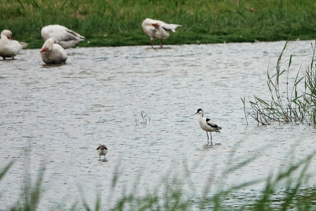 Pied avocet (Recurvirostra avosetta), Poolster, Hoorn, Noord-Holland, Netherlands, 2024-07-09 Pied avocet (Recurvirostra avosetta)