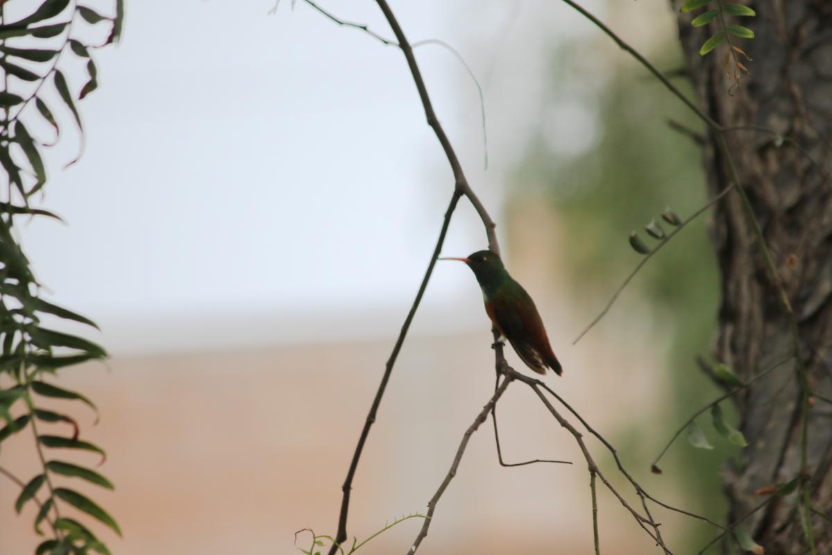 Amazilia hummingbird (Amazilia amazilia)