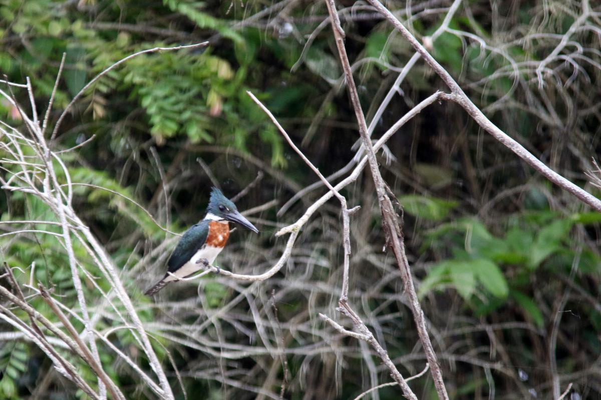 Amazon kingfisher (Chloroceryle amazona)