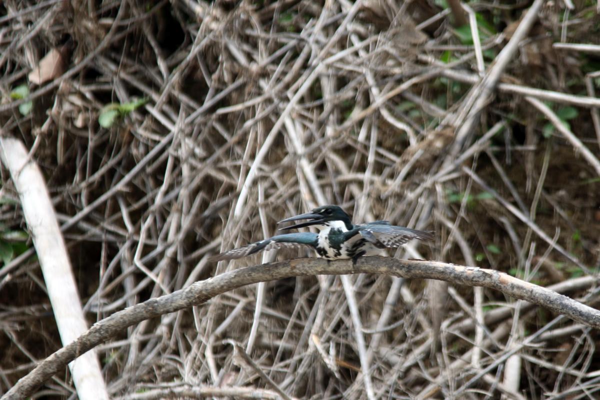 Amazon kingfisher (Chloroceryle amazona)