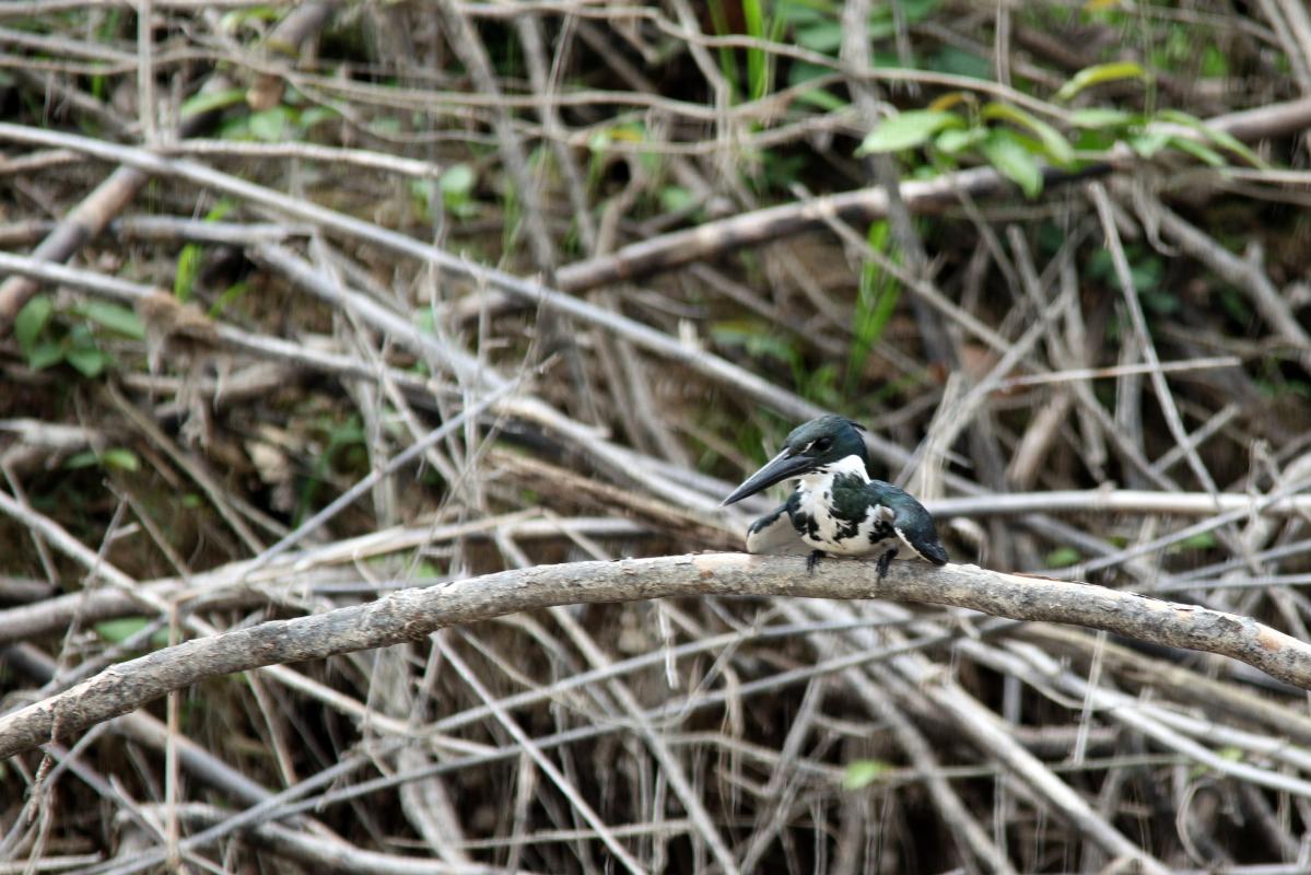 Amazon kingfisher (Chloroceryle amazona)