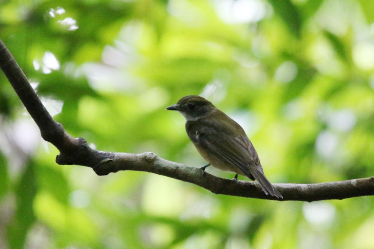 Amazonian scrub flycatcher (Sublegatus obscurior)