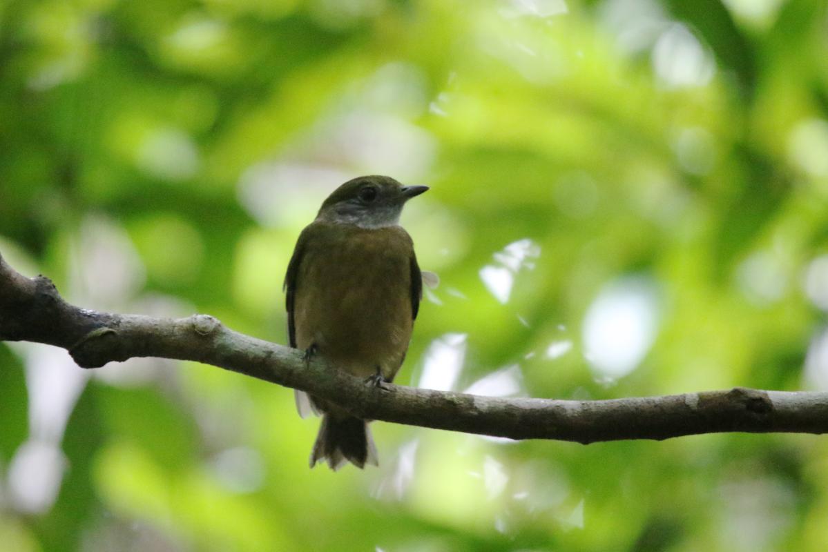 Amazonian scrub flycatcher (Sublegatus obscurior)