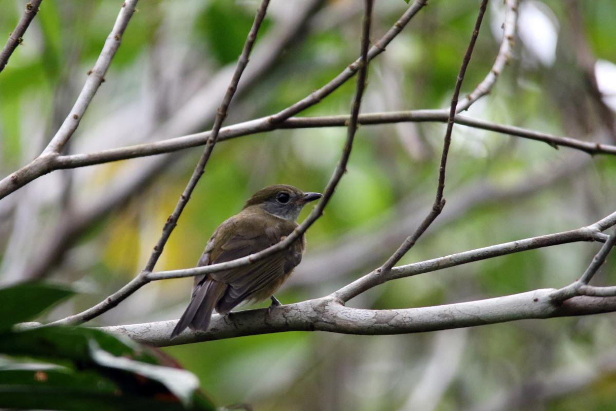 Amazonian scrub flycatcher (Sublegatus obscurior)