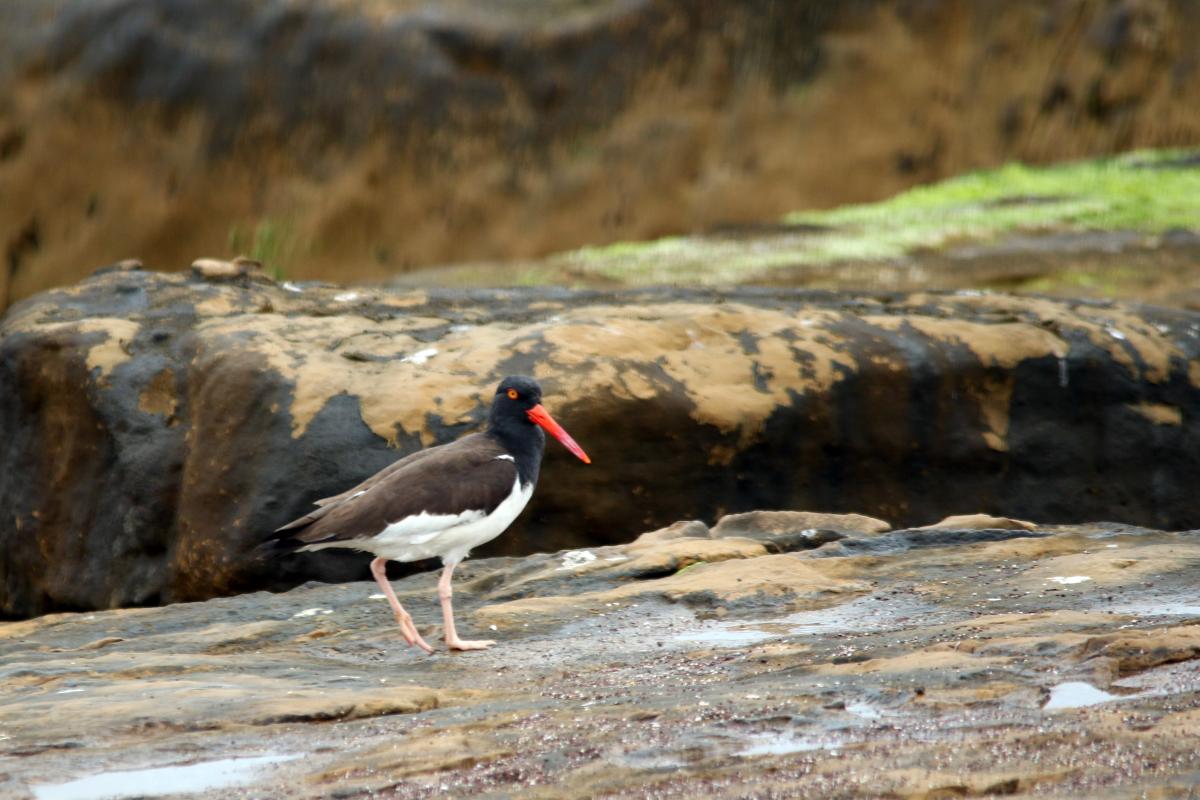 American oystercatcher (Haematopus palliatus)