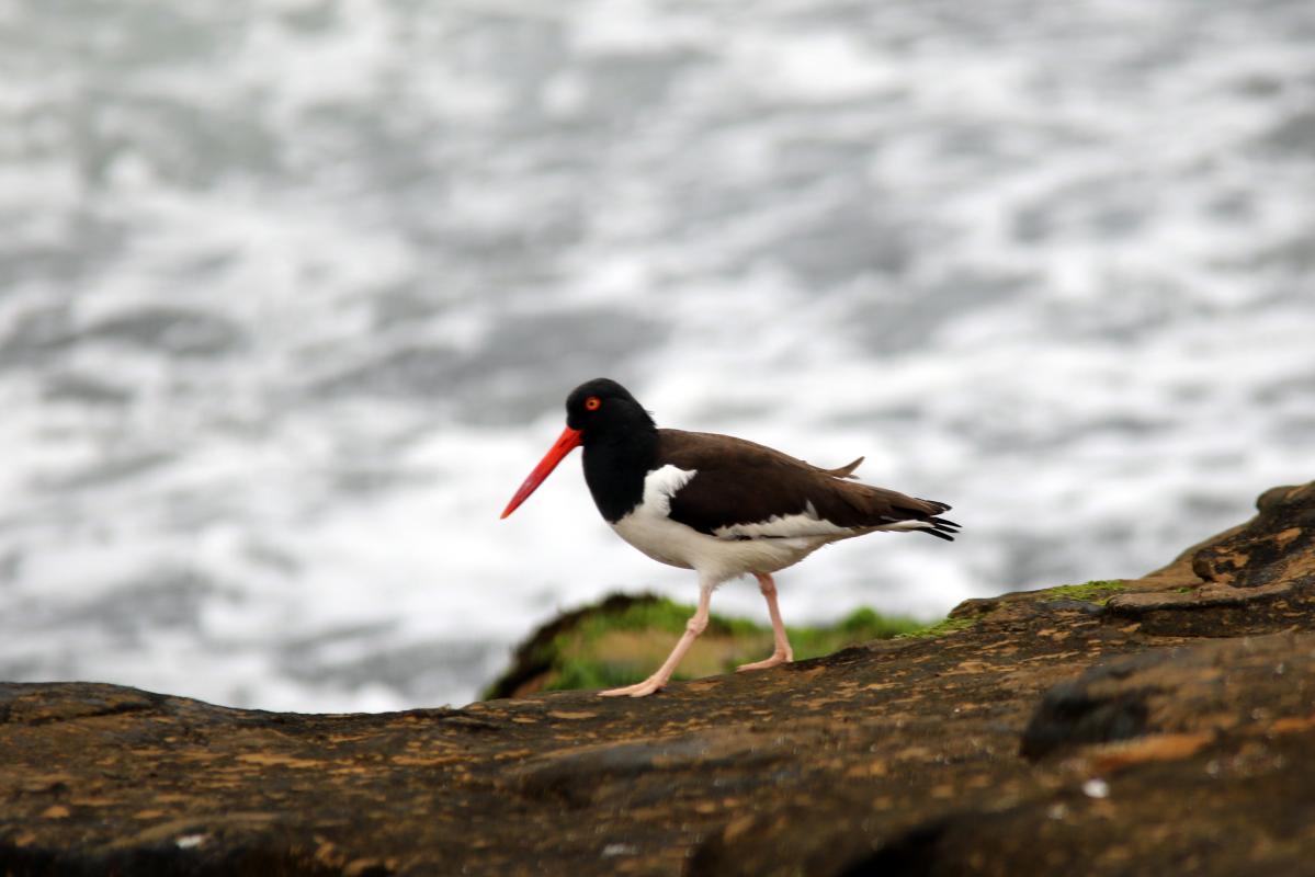 American oystercatcher (Haematopus palliatus)