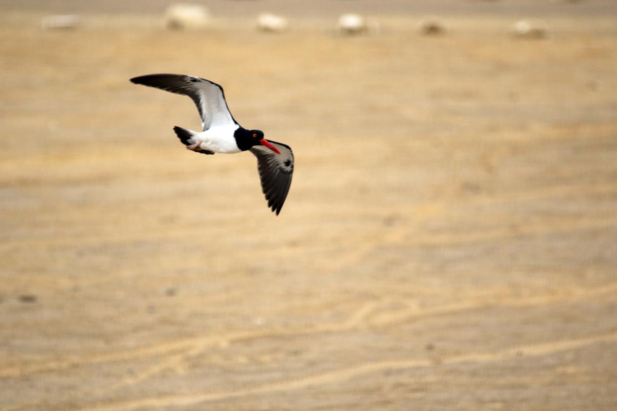 American oystercatcher (Haematopus palliatus)