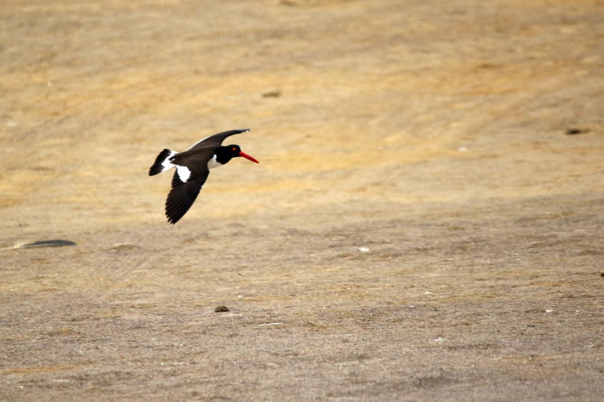 American oystercatcher (Haematopus palliatus)