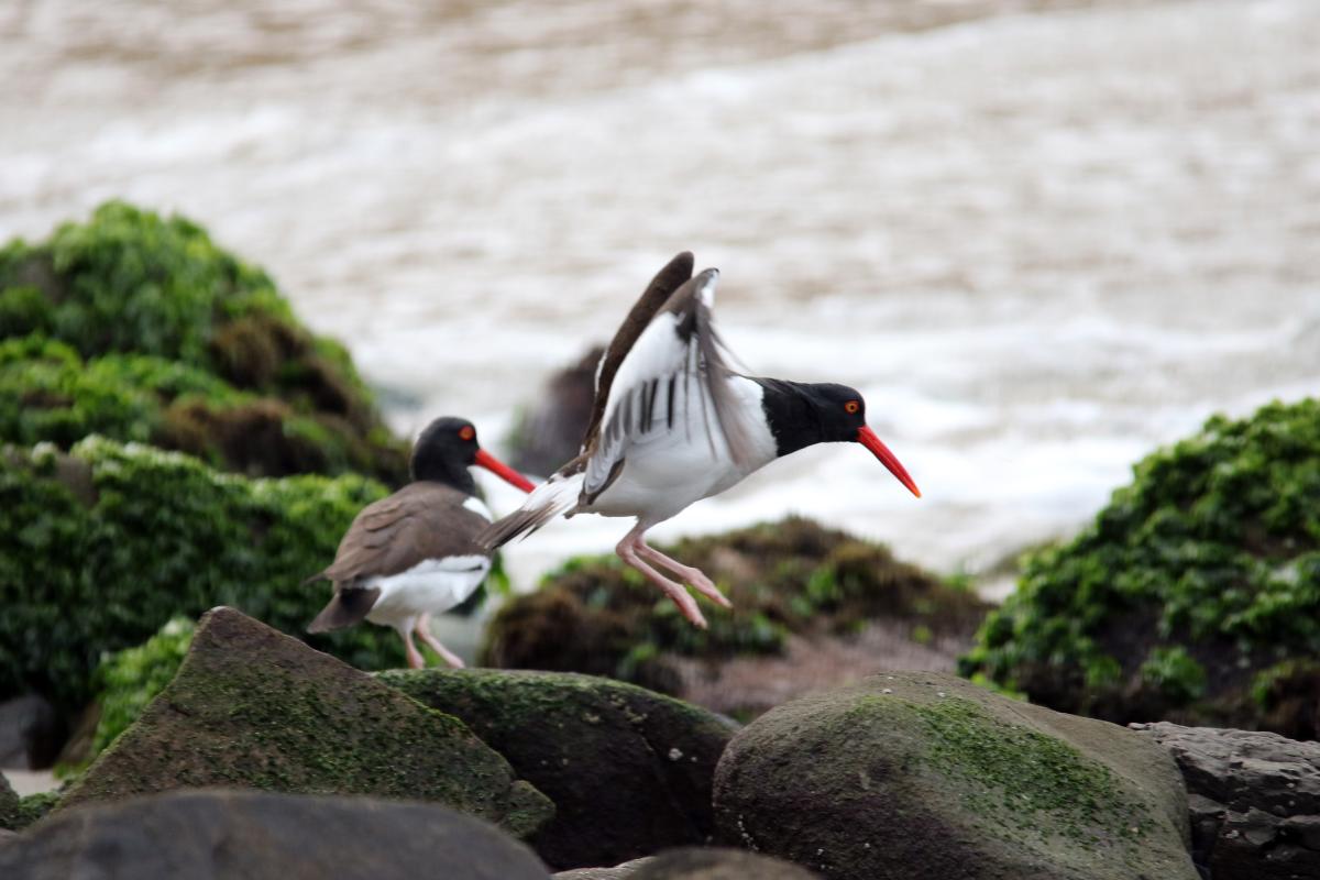 American oystercatcher (Haematopus palliatus)