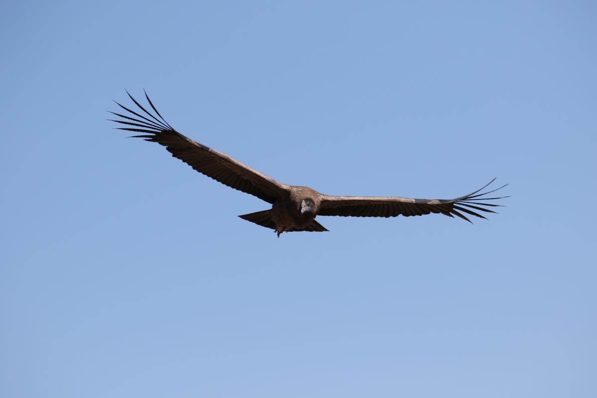 Andean condor (Vultur gryphus)