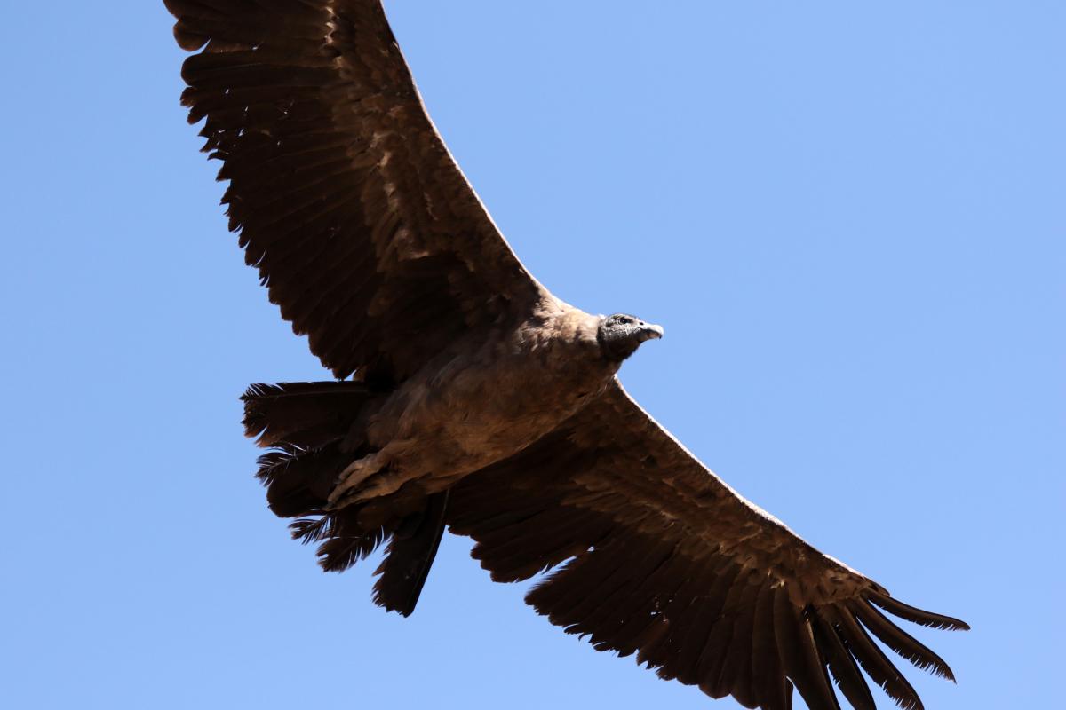 Andean condor (Vultur gryphus)