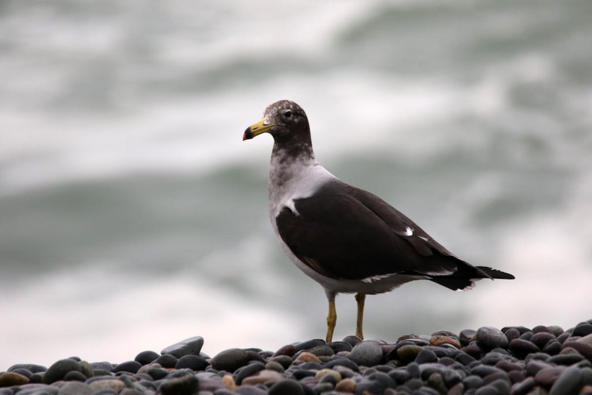 Belcher's gull (Larus belcheri)