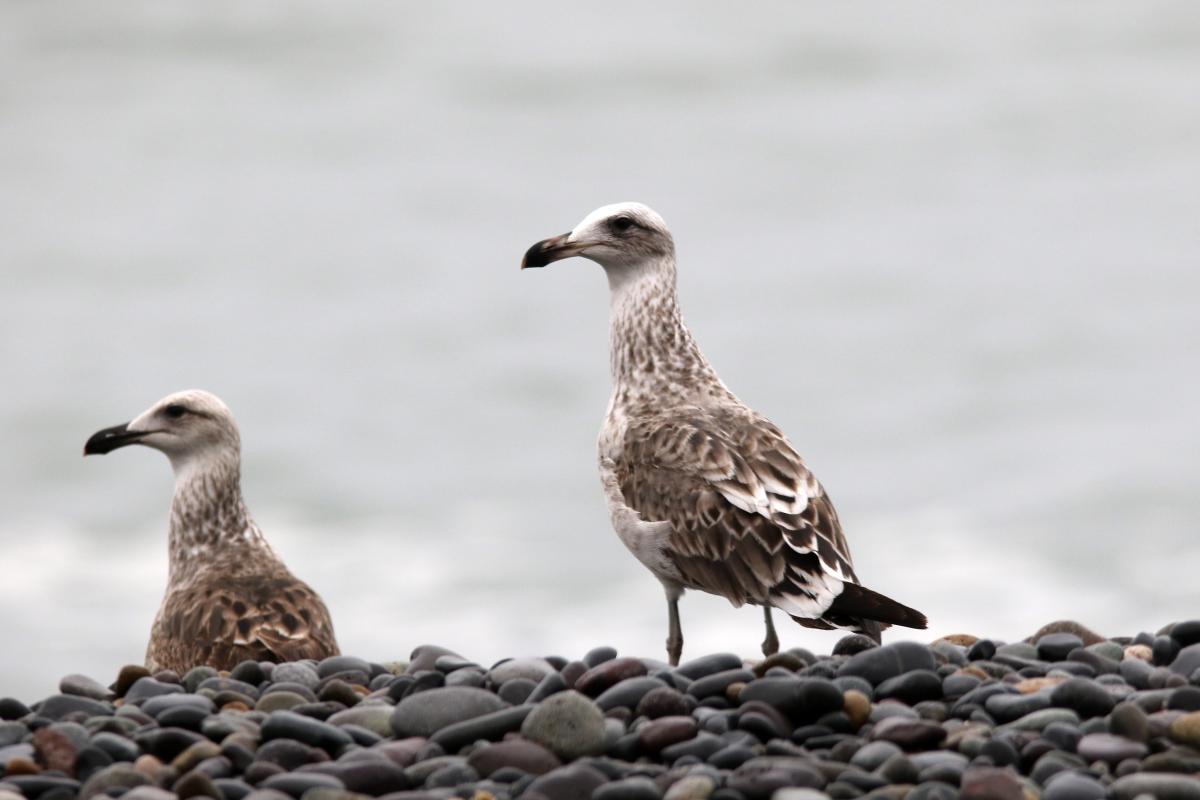 Belcher's gull (Larus belcheri)