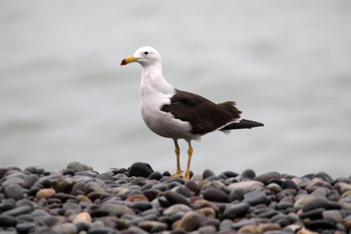 Belcher's gull (Larus belcheri)