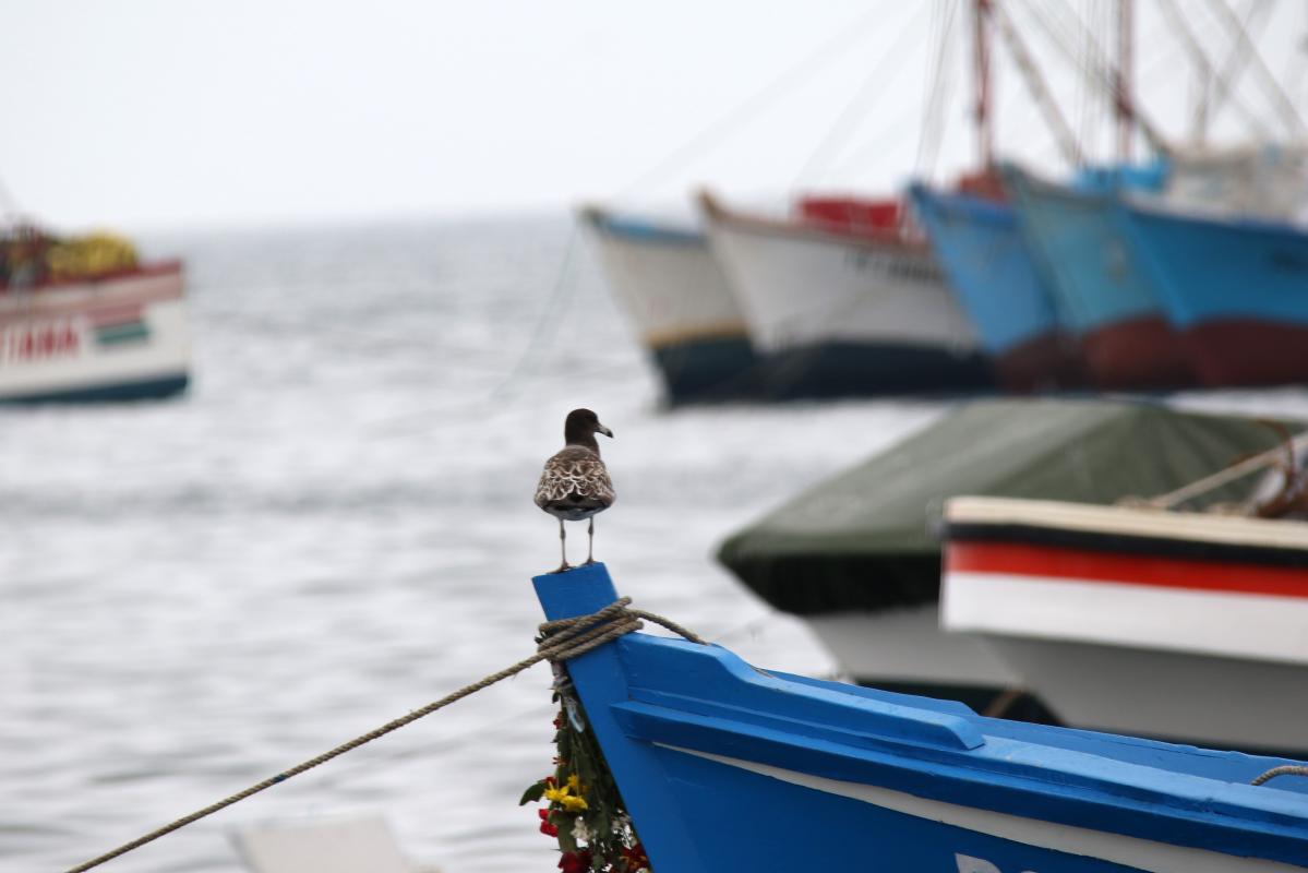 Belcher's gull (Larus belcheri)