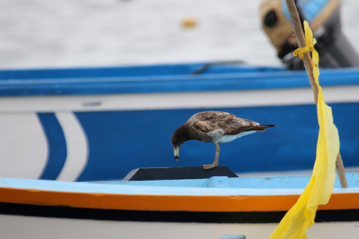 Belcher's gull (Larus belcheri)