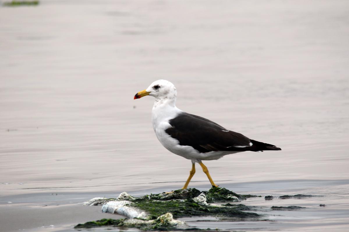 Belcher's gull (Larus belcheri)