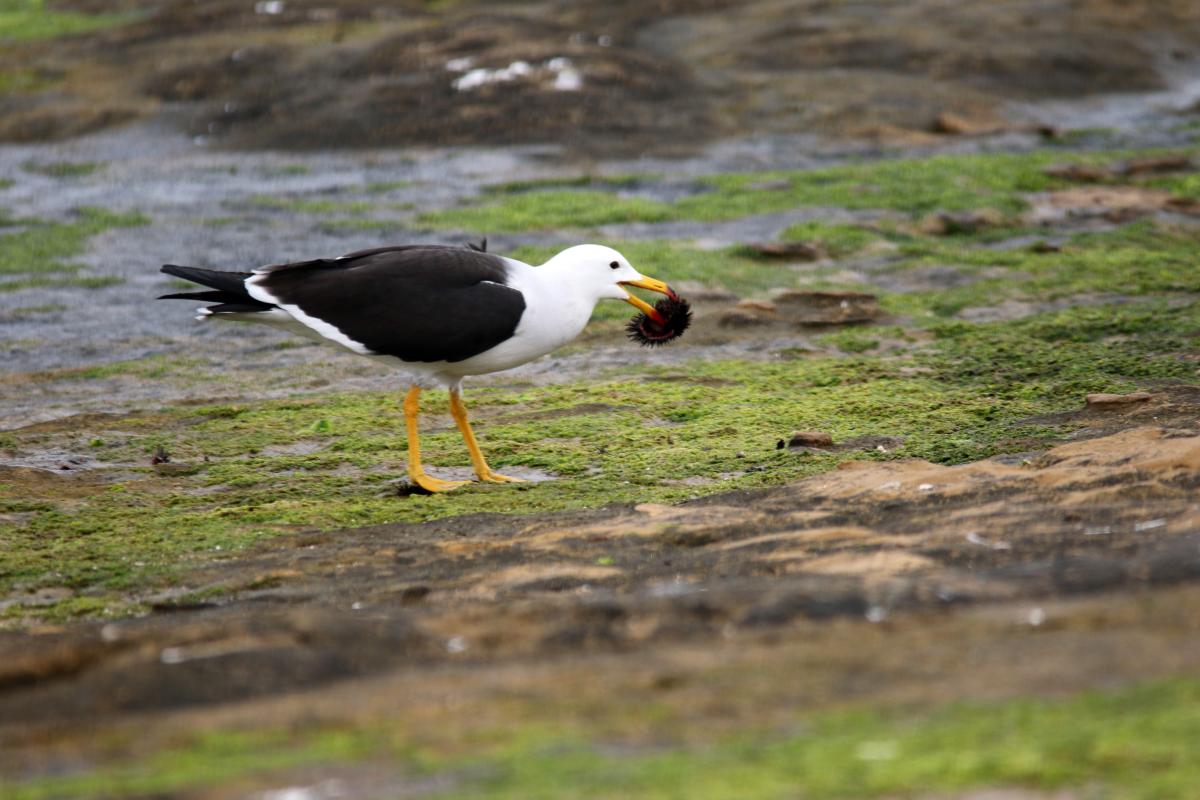 Belcher's gull (Larus belcheri)